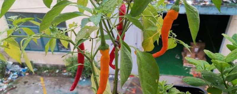 辣椒落花落果的原因及防治方法