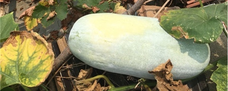 冬瓜种植技术与管理，什么时候种