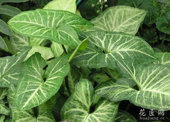 观叶植物如何过冬？