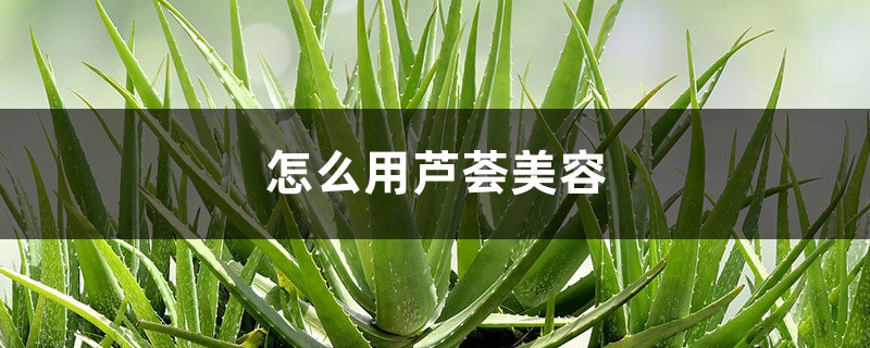 怎么用芦荟美容