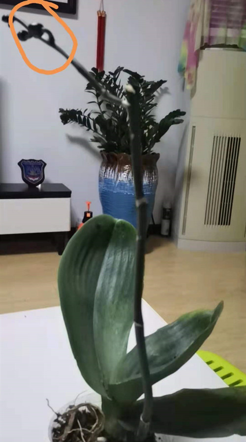 微信图片_20210706163819_副本.jpg