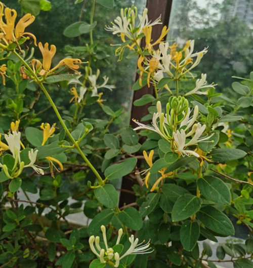微信图片_20210628133719_副本.jpg