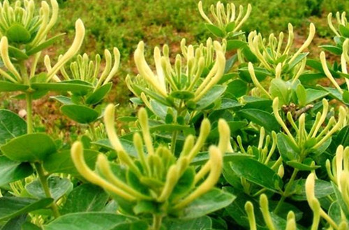 src=http___pic.ynshangji.com_00user_product0_13_2013-11-27_276496-22253824.jpg&refer=http___pic.ynshangji_副本.jpg