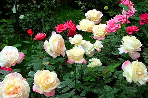 src=http___materials.cdn.bcebos.com_images_b5d6cbf9579d84a76b594be593f55add.jpeg&refer=http___materials.cdn.bcebos_副本.jpg