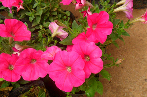 src=http___img1.ddove.com_upload_20101012_121147472770.JPG&refer=http___img1.ddove_副本.jpg