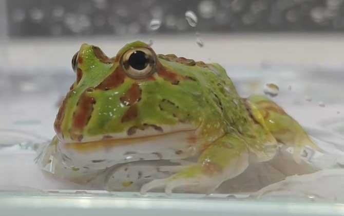 角蛙