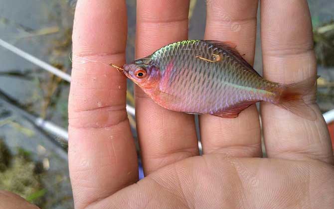 鳑鲏鱼