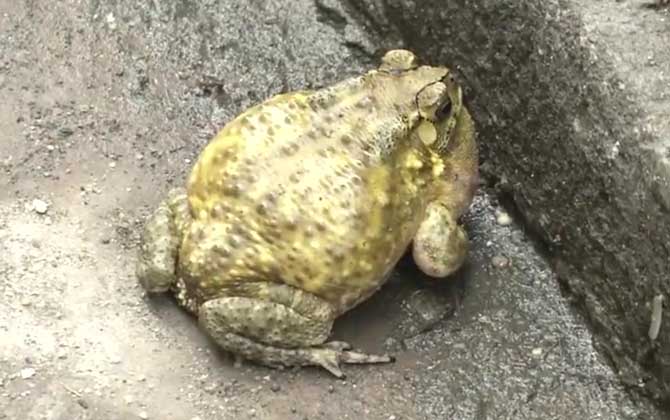黑眶蟾蜍