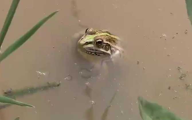 黑斑侧褶蛙