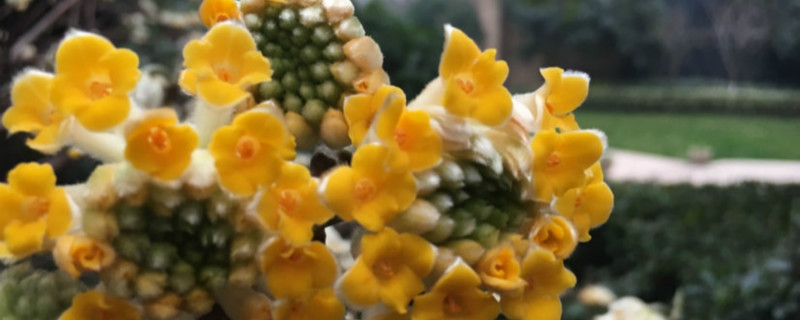 结香花怎么繁殖，怎么扦插