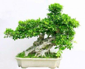 榕树的养殖方法和注意事项
