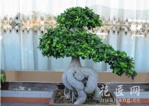 榕树盆景怎么养