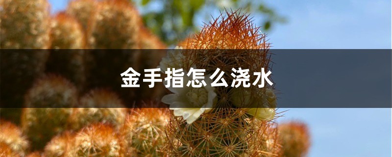 金手指怎么浇水