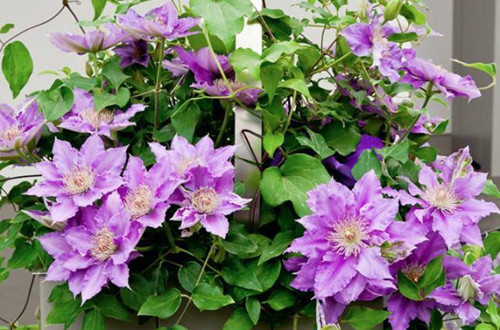 src=http___img.mp.sohu.com_q_70,c_zoom,w_640_upload_20170606_685096d91b424e3ea4c9087fe91ee952_th.jpg&refer=http___img.mp.sohu_副本.jpg