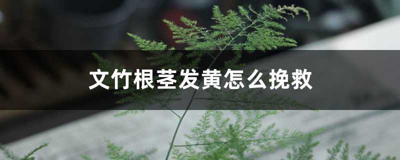 文竹根茎发黄怎么挽救，枝叶发黄怎么办