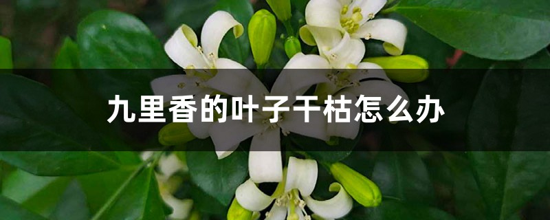 九里香的叶子干枯怎么办