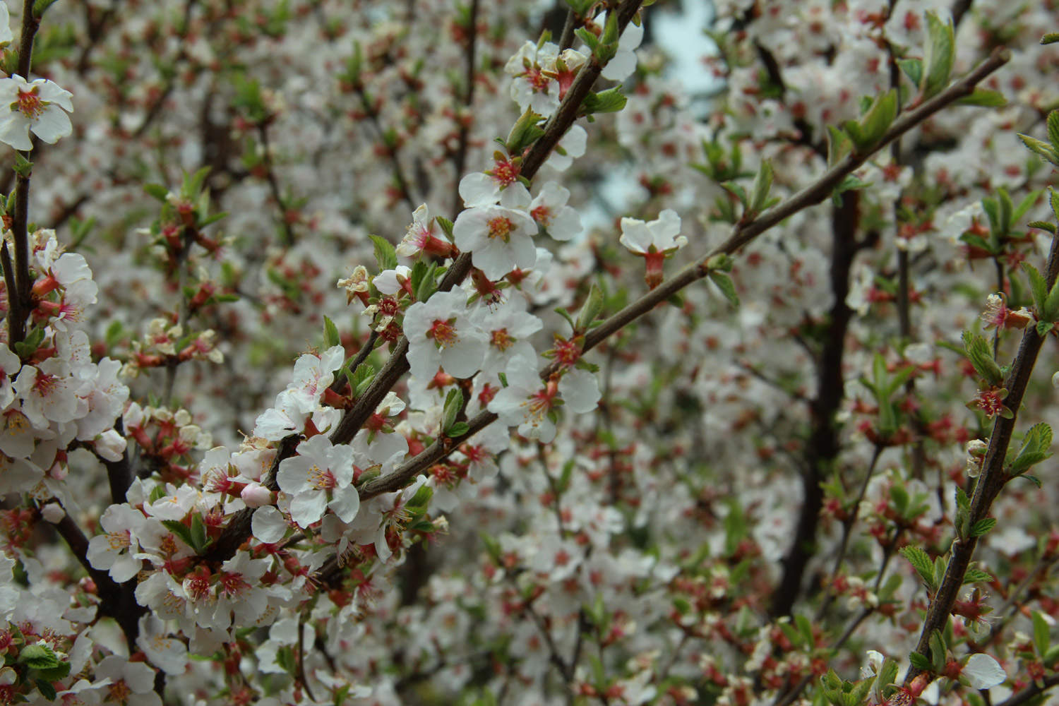 樱花