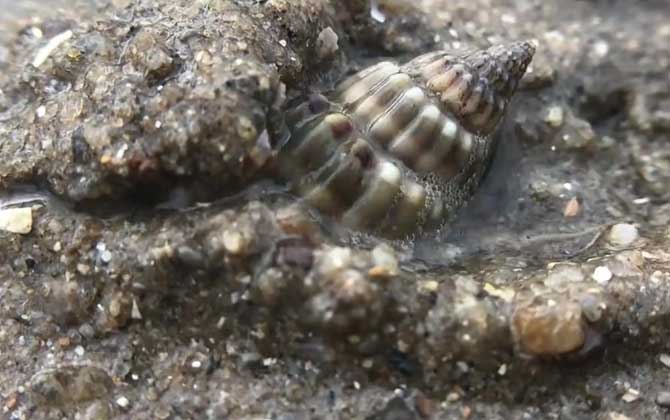 海丝螺