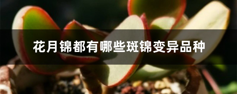 花月锦都有哪些斑锦变异品种