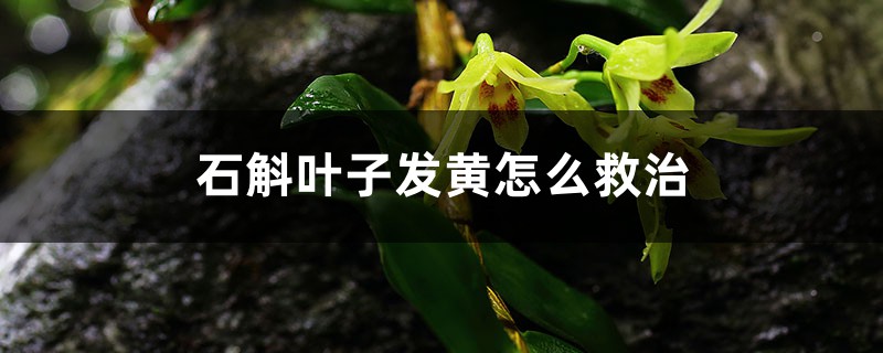 石斛叶子发黄怎么救治