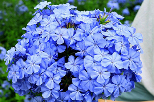 src=http___n.sinaimg.cn_sinakd20200325ac_260_w1080h780_20200325_8acb-irkazzv0477024.jpg&refer=http___n.sinaimg_副本.jpg