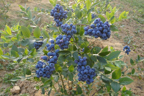 src=http___img.lrgarden.cn_feed_pic_214_53_1000218070_24319_1495714165.jpg&refer=http___img.lrgarden_副本.jpg