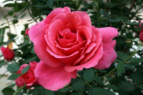 src=http___image-ali.bianjiyi.com_1_2018_0301_10_5a976486da30c.jpg&refer=http___image-ali.bianjiyi_副本.jpg
