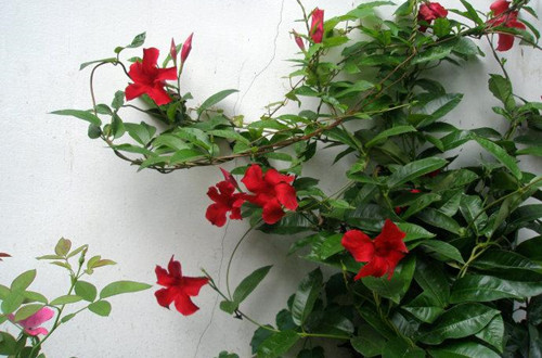 src=http___s1.sinaimg.cn_mw690_0029Dvdfzy75ajIZfLW50&690&refer=http___s1.sinaimg_副本.jpg