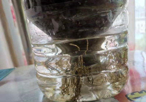 微信图片_20210523144206_副本.jpg