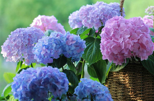src=http___img.alicdn.com_tfscom_i4_3436208278_TB1_Iawb4HI8KJjy1zbXXaxdpXa_!!0-item_pic.jpg&refer=http___img.alicdn_副本.jpg