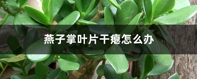 燕子掌叶片干瘪怎么办