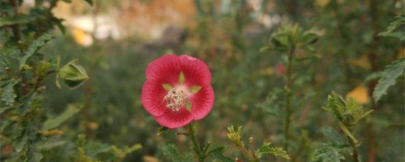 小木槿怎么换盆，什么季节换盆