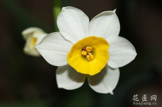 水仙花知识