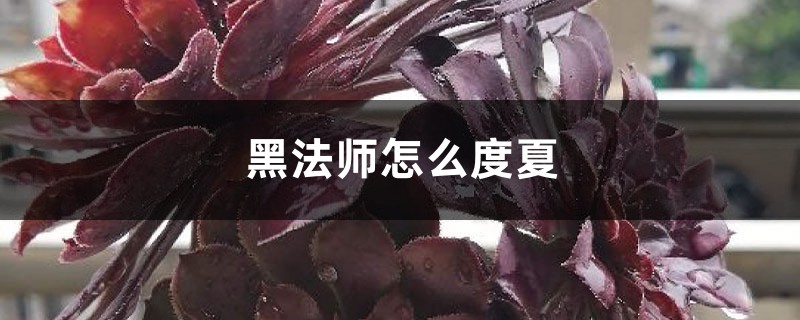 黑法师怎么度夏