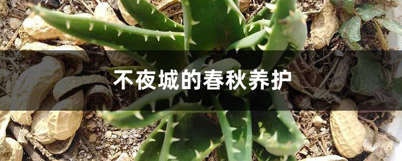 不夜城的春秋养护