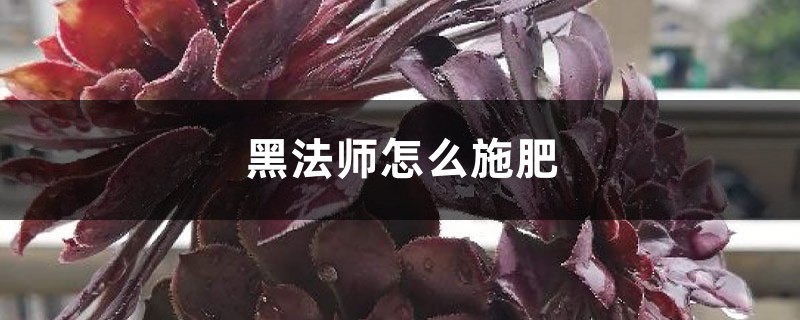 黑法师怎么施肥