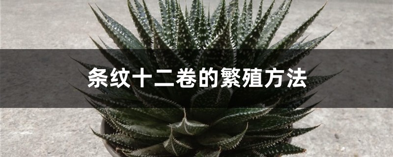 条纹十二卷的繁殖方法