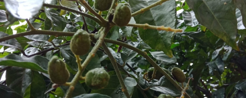 黄皮果开花施什么肥，怎么施肥