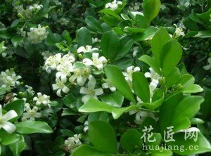 九里香的养殖方法