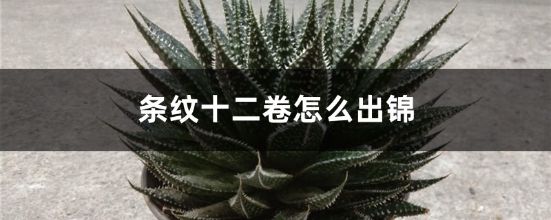 条纹十二卷怎么出锦
