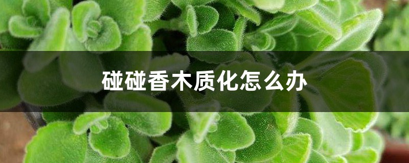 碰碰香木质化怎么办