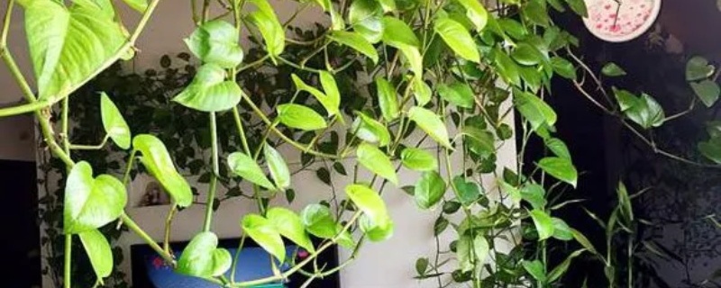 绿萝生小飞虫怎么办，有什么杀虫偏方