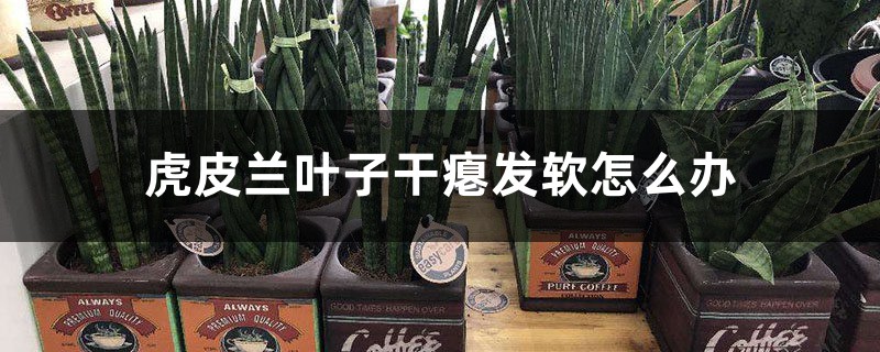 虎皮兰叶子干瘪发软怎么办