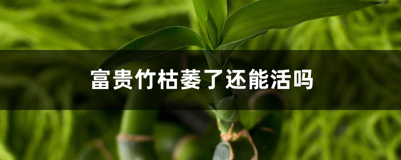 富贵竹枯萎了还能活吗