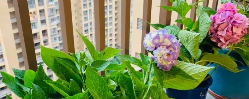 绣球花什么时候修剪，怎么修剪