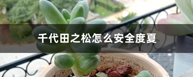 千代田之松怎么安全度夏