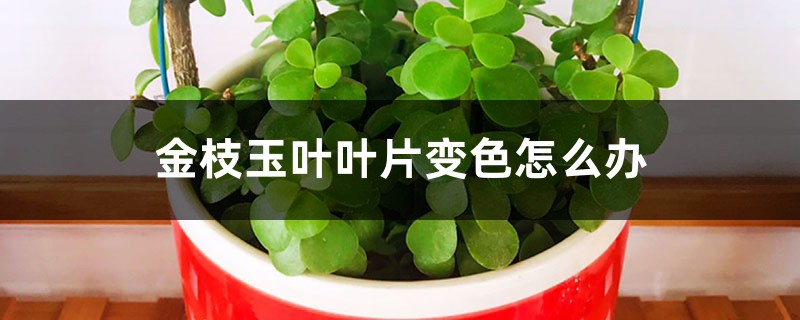 金枝玉叶叶片变色怎么办