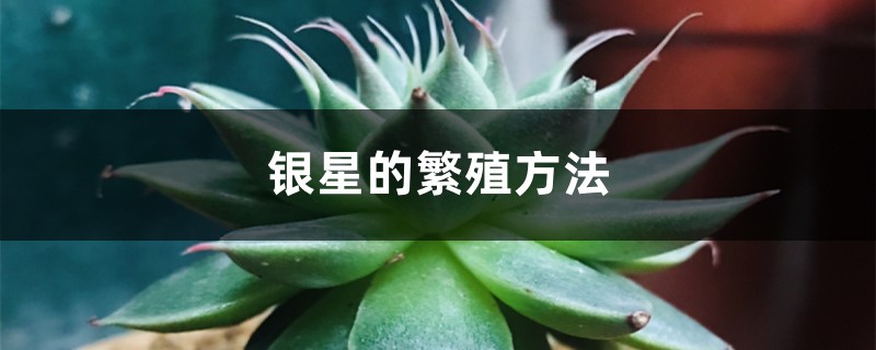 银星的繁殖方法