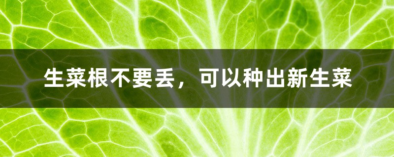 生菜根不要丢，可以种出新生菜