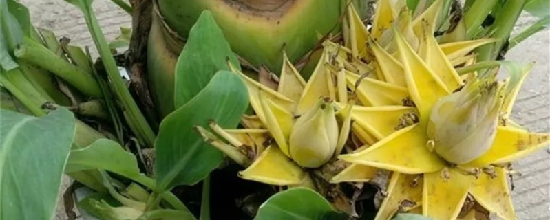 地涌金莲花的养殖方法，花后怎么处理